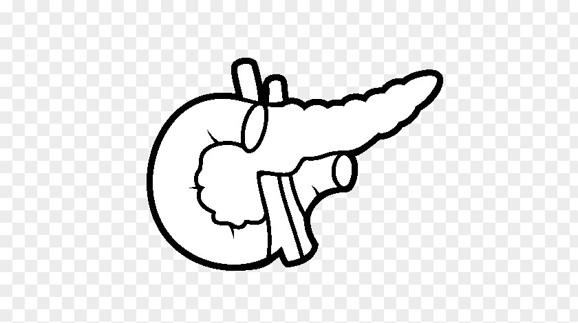 Pancreas Drawing Human Body Coloring Book Liver PNG