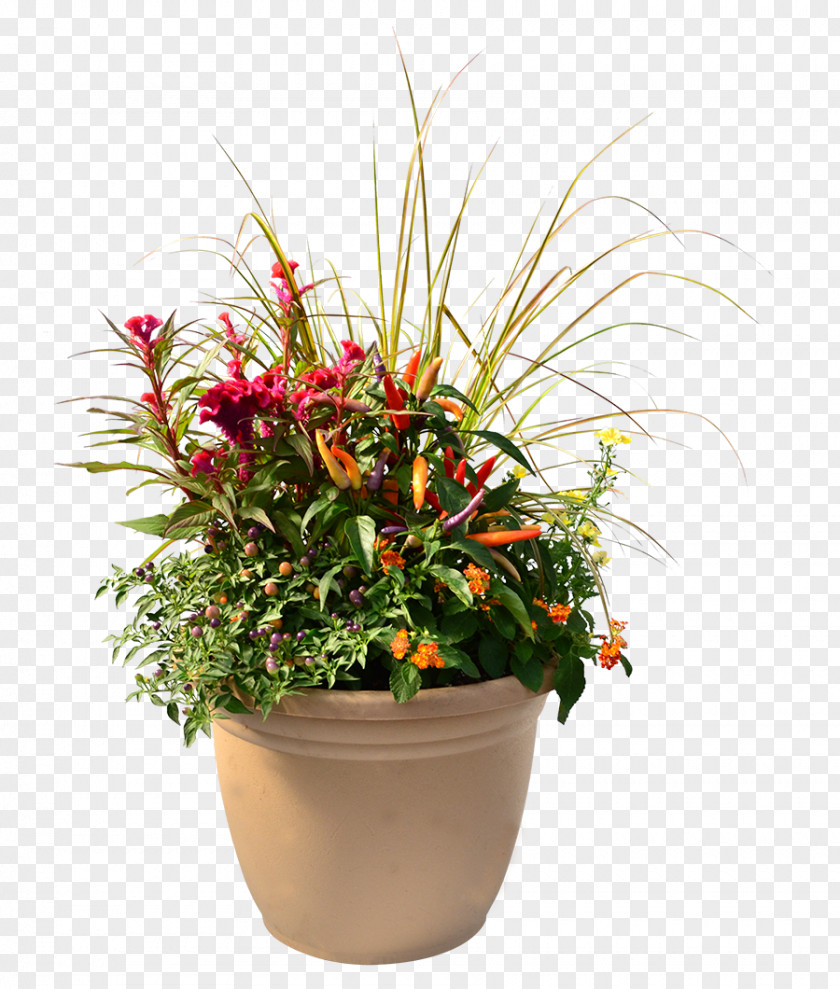 Purple Sweet Potato Houseplant Cut Flowers Flowerpot PNG