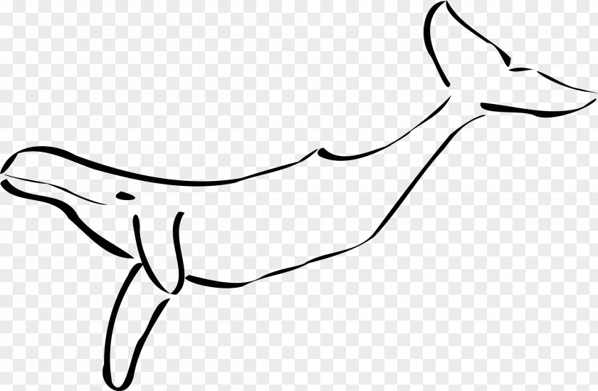 Shark TAIL Humpback Whale Cetacea Black And White Clip Art PNG