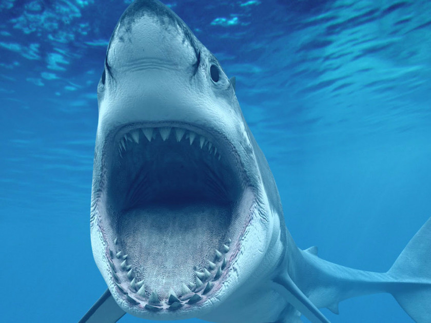 Sharks Shark 4K Resolution Ultra-high-definition Television High-definition Video Desktop Wallpaper PNG