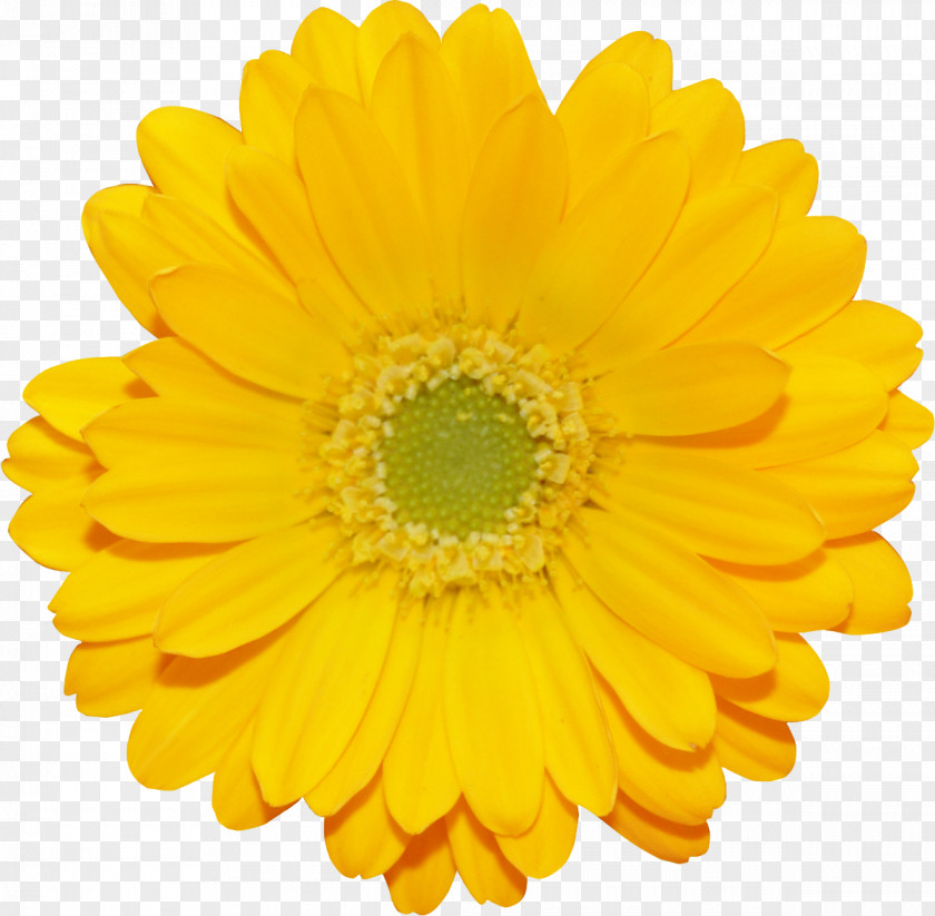 Zipper Calendula Officinalis Marigold Flower Transvaal Daisy Shellcraft PNG