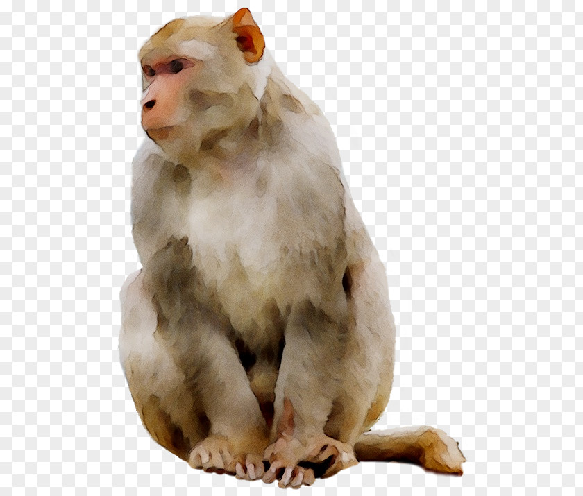 Ape Old World Monkeys Baboons PNG