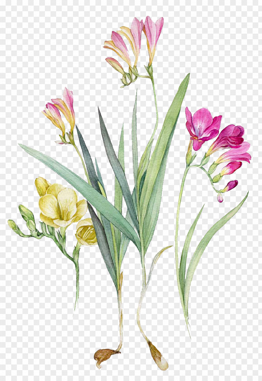 Botanical Watercolour Flowers Watercolor Painting Illustration Freesia PNG