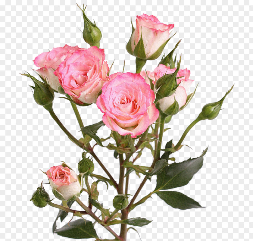Flower Garden Roses Centifolia Photography Clip Art PNG