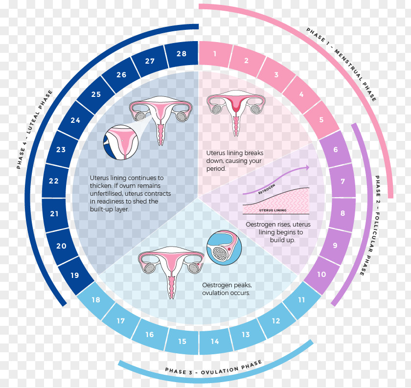 Menstrual Cycle Menstruation Luteal Phase Uterus Cup PNG