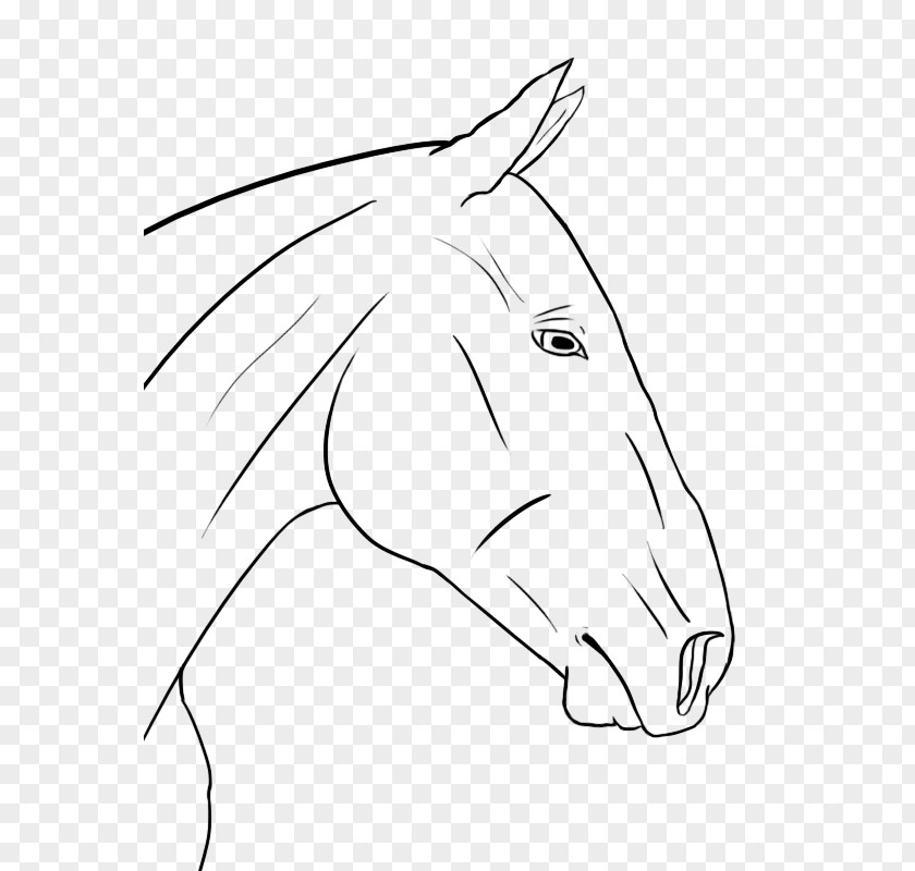 Mustang Snout Connemara Pony Line Art PNG