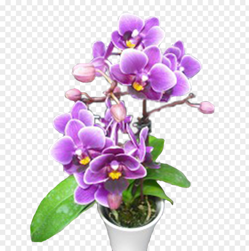 Phalaenopsis Equestris Cattleya Orchids Dendrobium Flowerpot Cut Flowers PNG