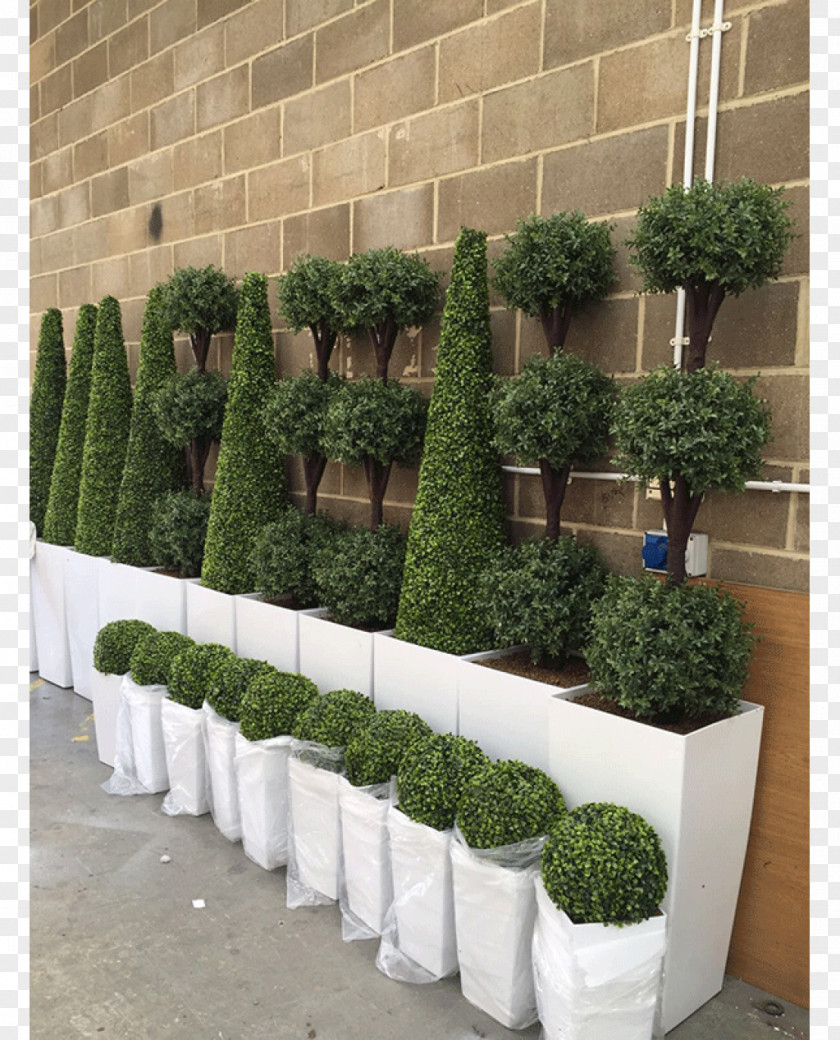 Tree Hedge Topiary Box Evergreen PNG