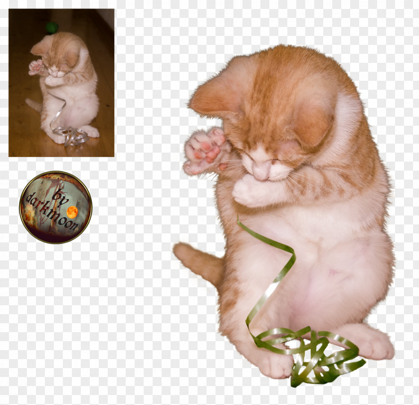 Cat Playing Kitten Whiskers PNG
