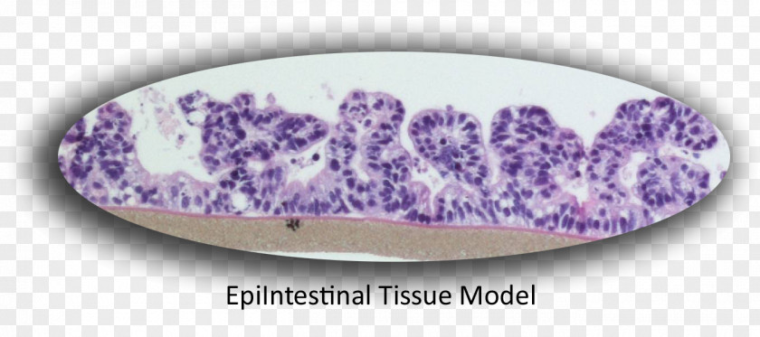 Drug-delivery Small Intestine Epithelium Caco-2 Cell Gastrointestinal Tract PNG