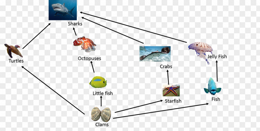 Mahogany Color Great Barrier Reef Food Chain Web Crab PNG