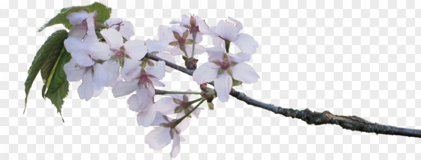 Plant Stem Prunus Cherry Blossom Tree PNG