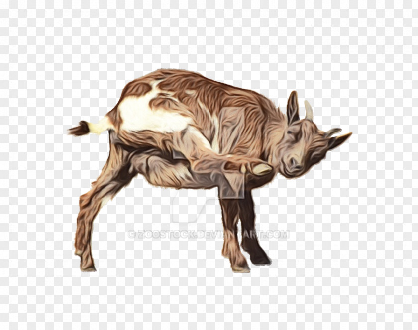 Boer Goat Horn Image Transparency PNG