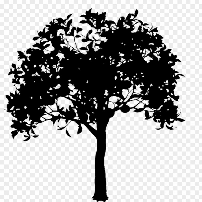 Branch Silhouette Illustration Vector Graphics Tree PNG