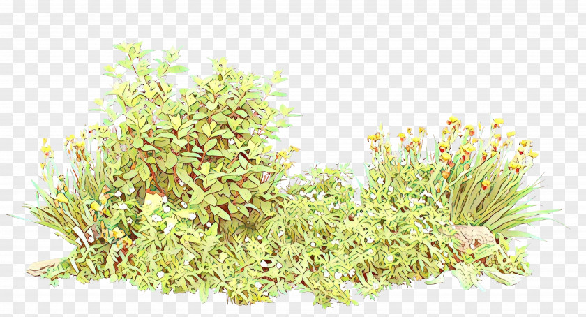 Burclover Perennial Plant Aquarium Decor Grass Alfalfa Sprouts Flower PNG