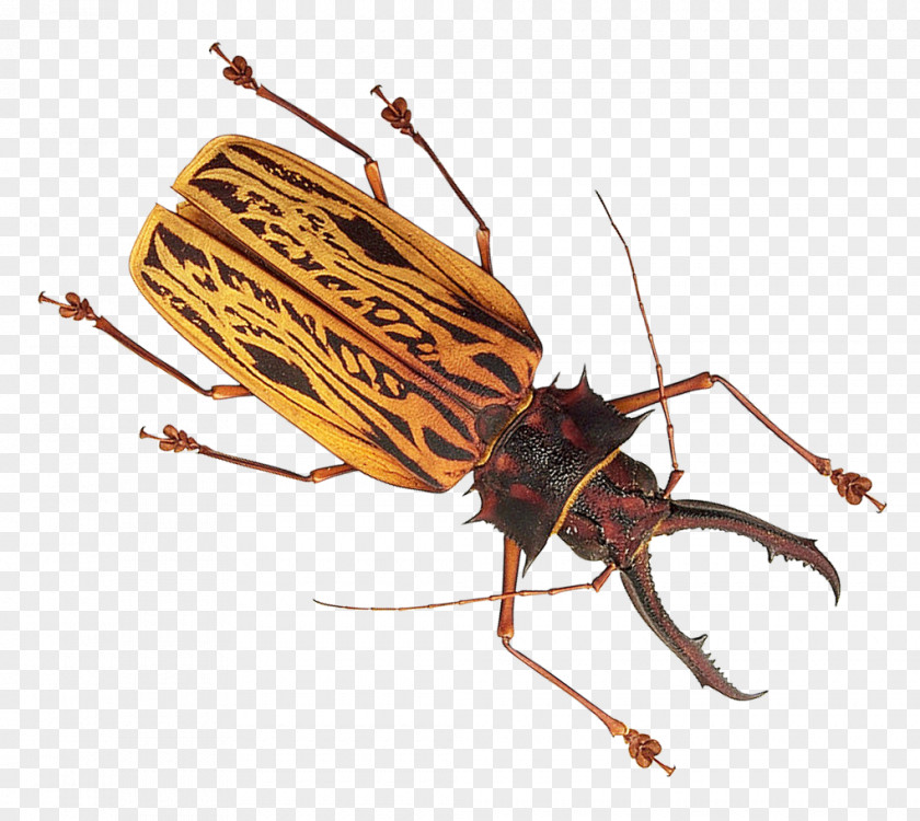 Insect Mosquito PNG