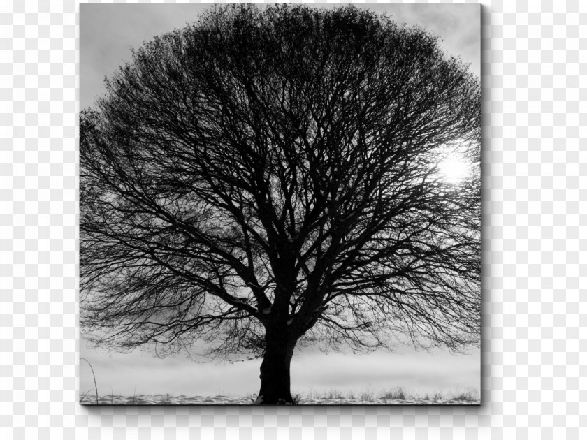 Winter Tree Black And White Branch Stock Photography PNG