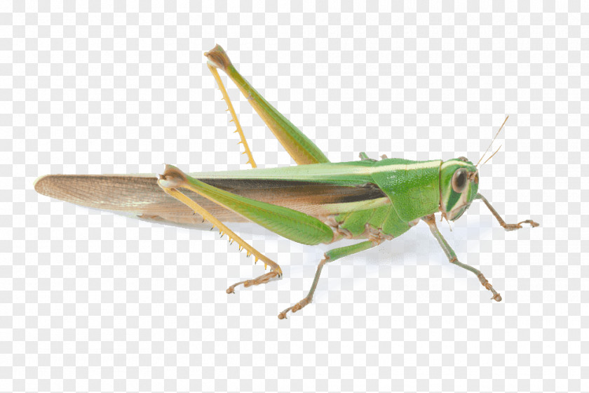 Grasshopper Locust Insect Invertebrate PNG