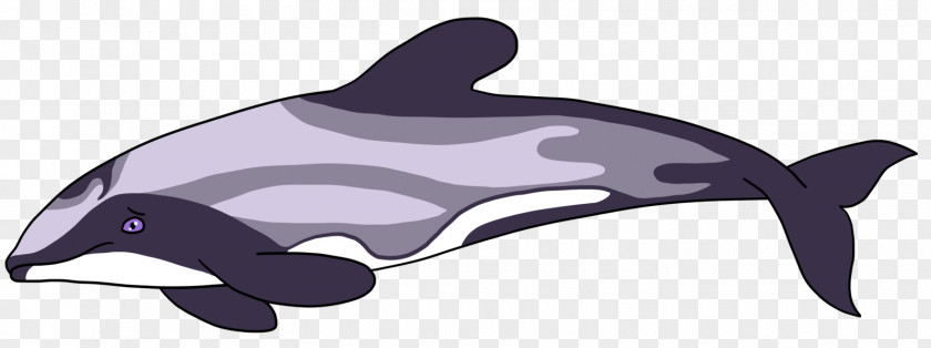 Hourglass Dolphin Maui's Porpoise Cetaceans Clip Art PNG