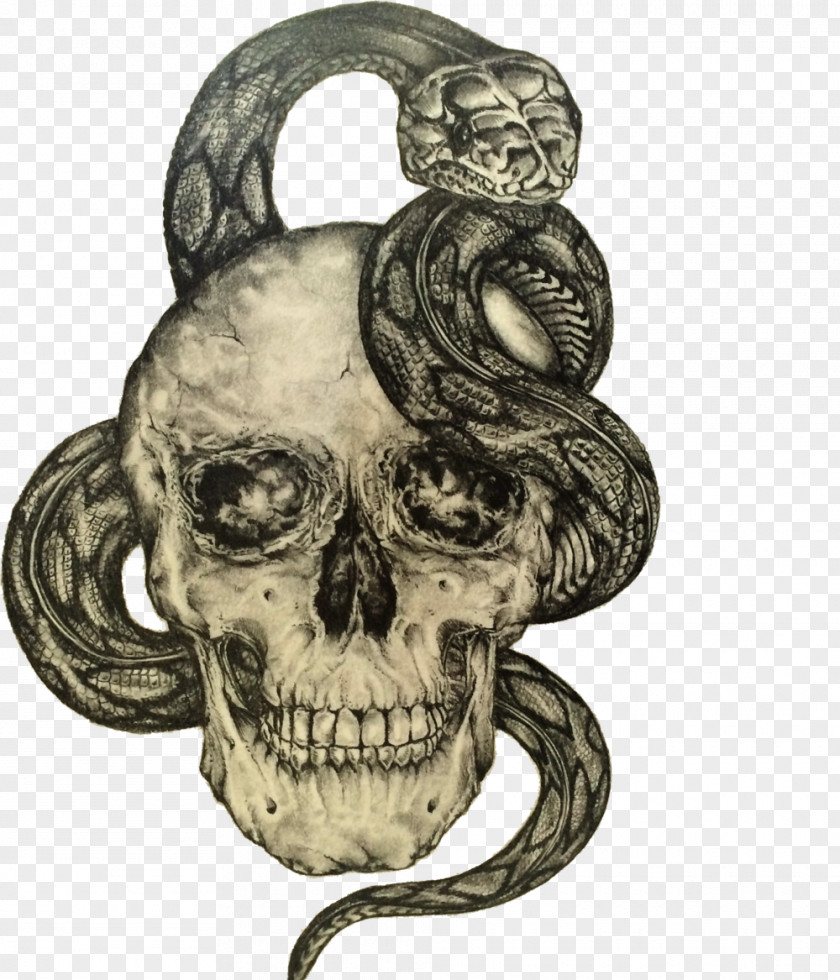 Snake Clipart Human Skull Symbolism Drawing Art PNG
