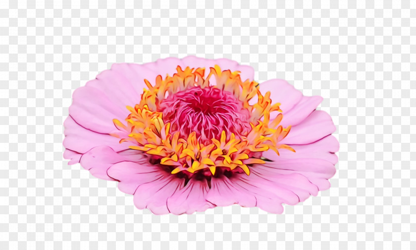 Transvaal Daisy Cut Flowers Chrysanthemum Peony Petal PNG