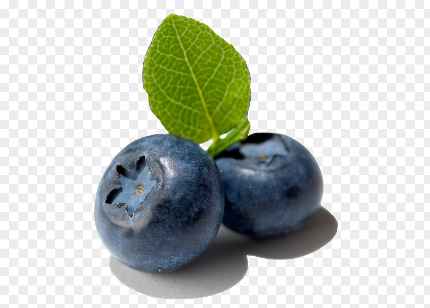 Bilberry Fruit European Blueberry PNG
