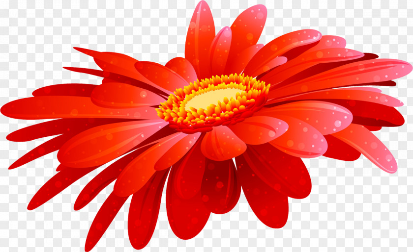 Flower Transvaal Daisy Blog Clip Art PNG