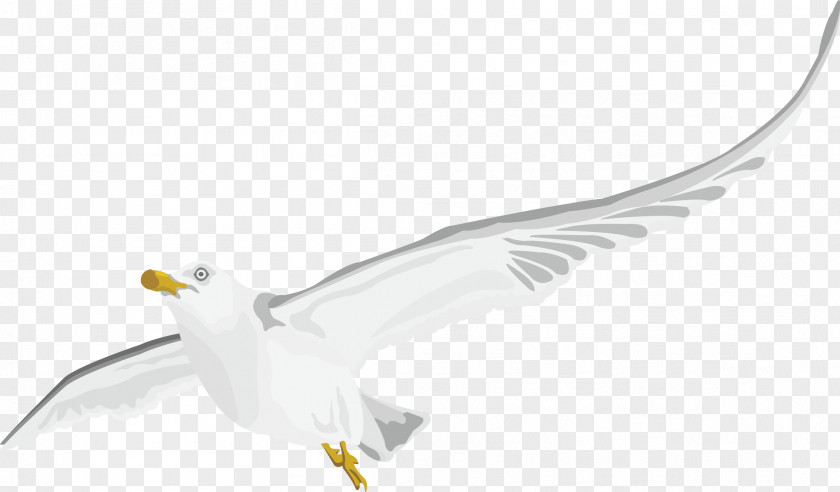 Peace Pigeon Decorated Vector Exquisite White PNG