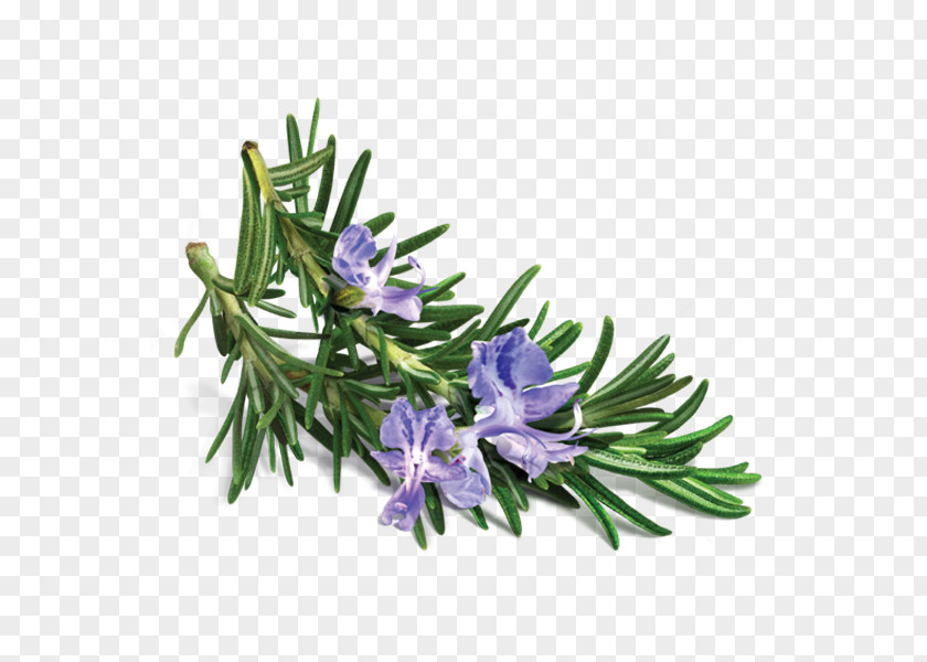 Rich Flowers Peppermint Essential Oil Rosemary Lavender PNG
