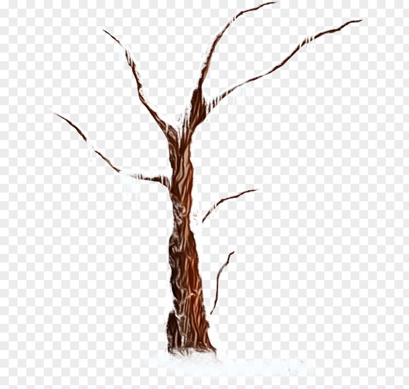 Tree Branch Twig Plant Stem PNG