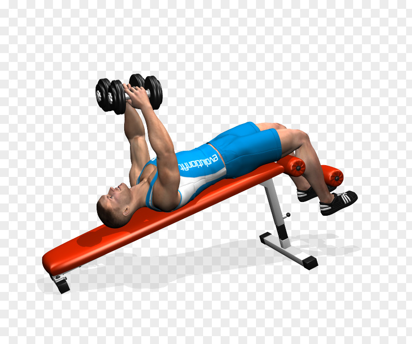 Dumbbell Physical Fitness Bench Pectoralis Major Fly PNG