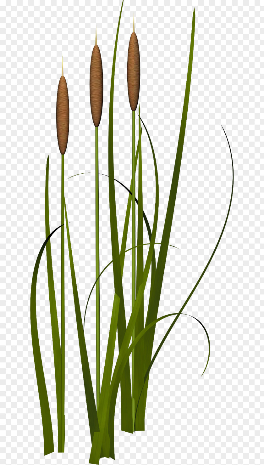 Bamboo Aquatic Plants Grasses Animal PNG