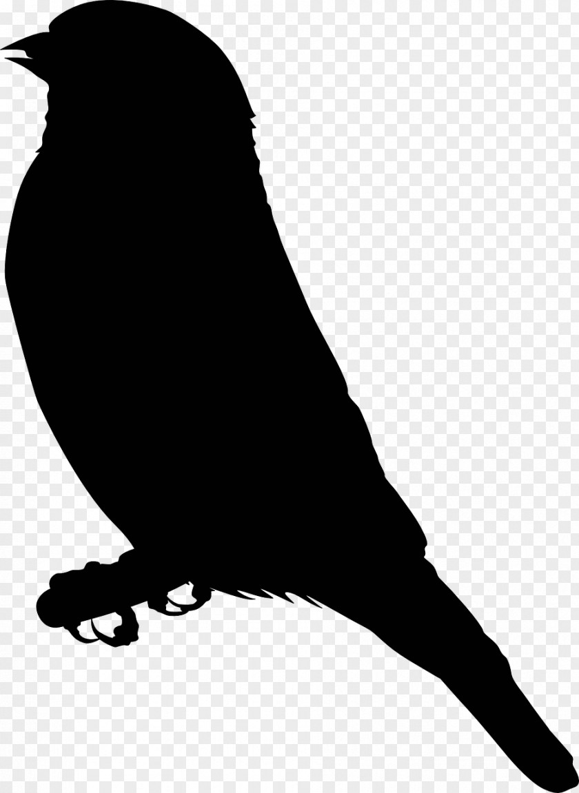 Gull Finch Drawing Clip Art PNG
