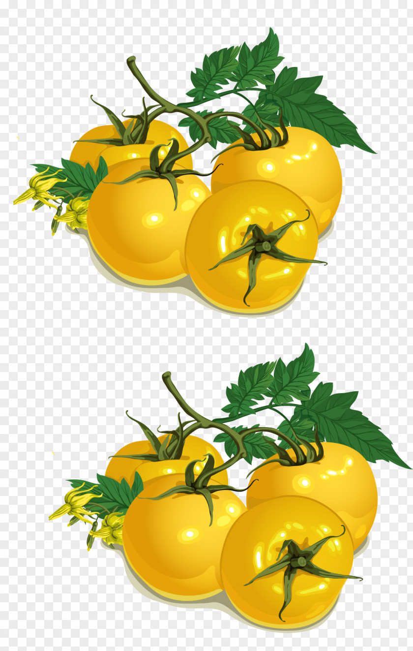 Persimmon Vector Yellow Tomato Vegetable Food PNG