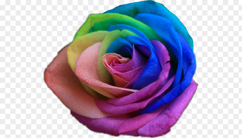 Rainbow Rose Flower Color Garden Roses PNG