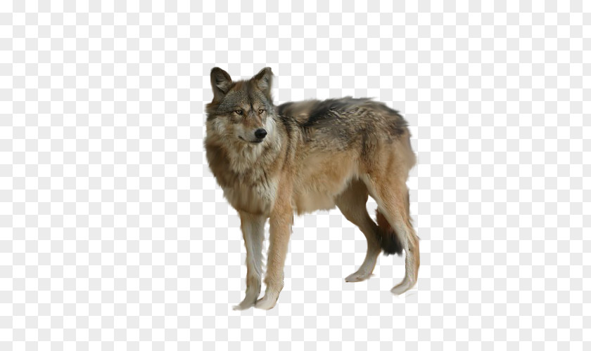 Staring Wolf Free Matting Arctic DeviantArt PNG