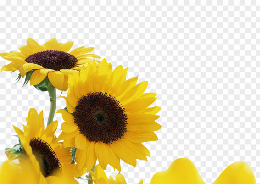 Yellow Sunflowers Common Sunflower Song YouTube Plant Hey Brother PNG