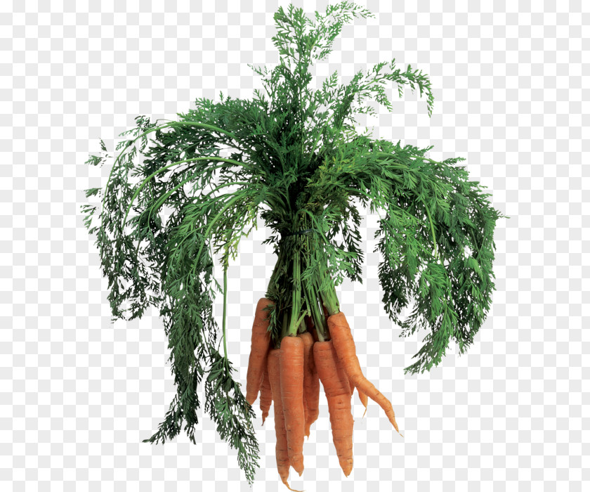 Carrots Carrot Soup Image File Formats Clip Art PNG