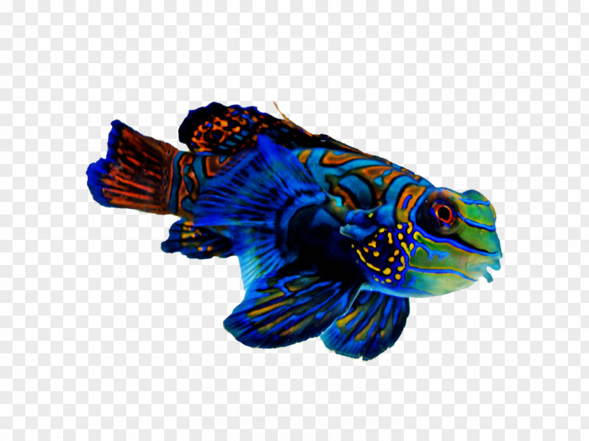 Fish Mandarinfish Reef Aquarium Tropical Refugium PNG