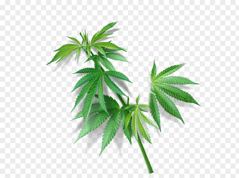Hemp Cannabaceae Cannabis Sativa Navitas Organics PNG