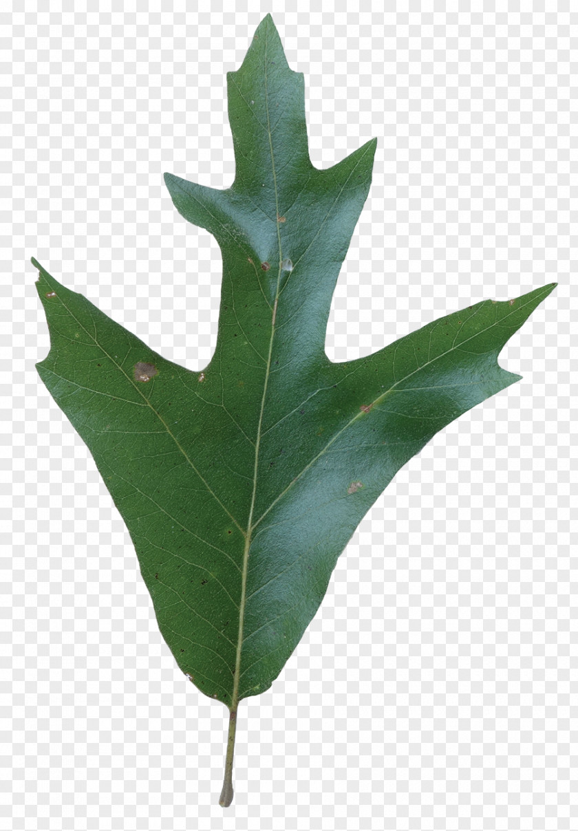 Leaf Pilot Oak Plant Stem Plants Southern Reds BBQ PNG