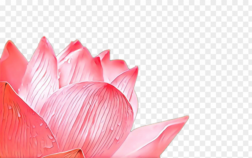 Lotus PNG