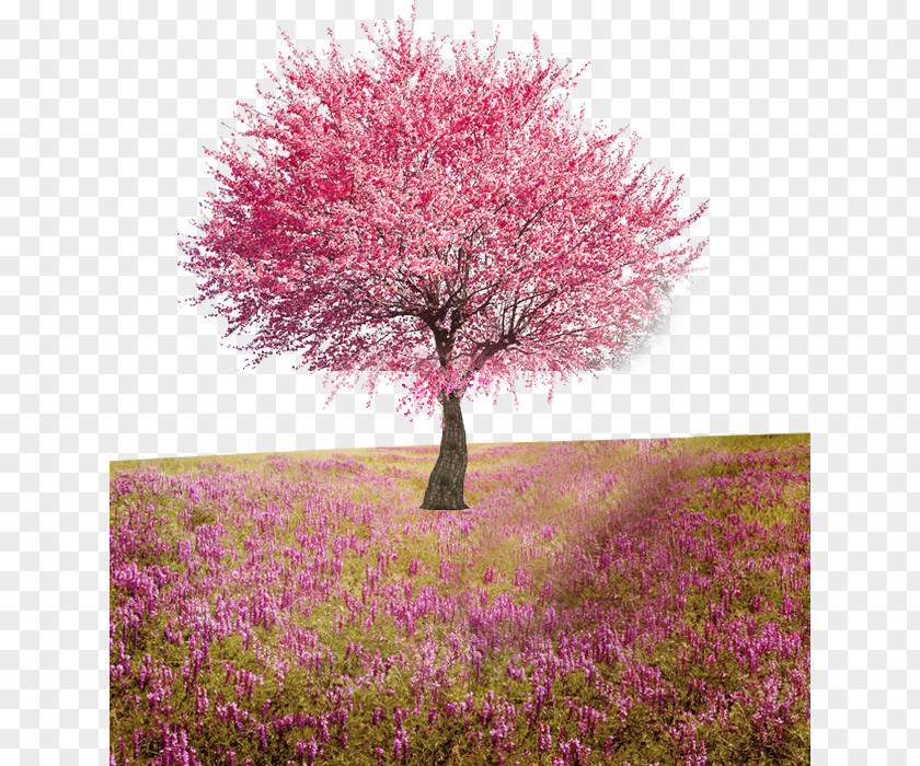 Peach Tree Flower Computer File PNG
