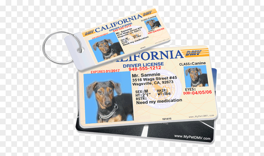Pet Drivers License Driver's Identity Document DrivingDriving MyPetDMV PNG