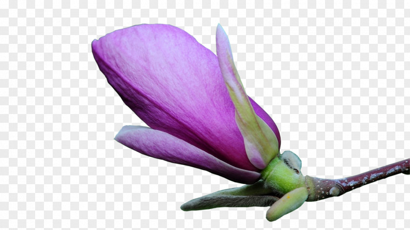Photoshop Flower Magnolia Bud Clip Art PNG