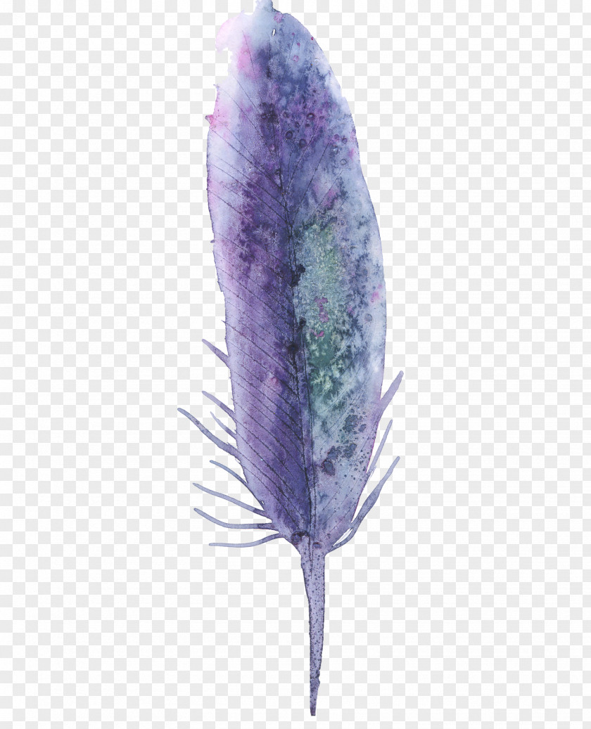 Purple Feather Watercolor Painting PNG