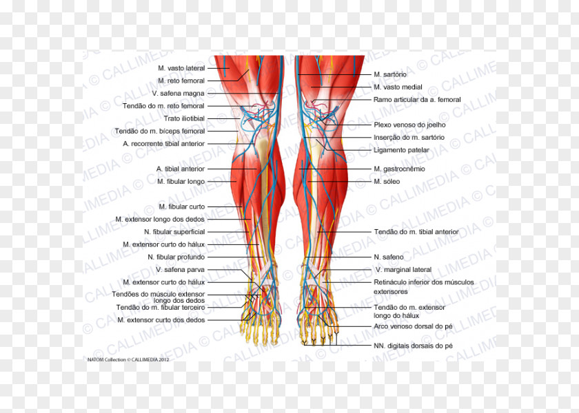 Respiratory Tract Knee Human Body Muscle Tendon Nerve PNG