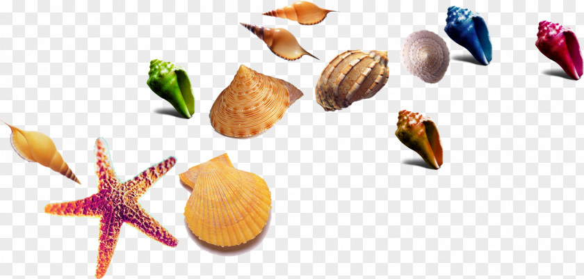 Shell Seashell Starfish Download Template PNG
