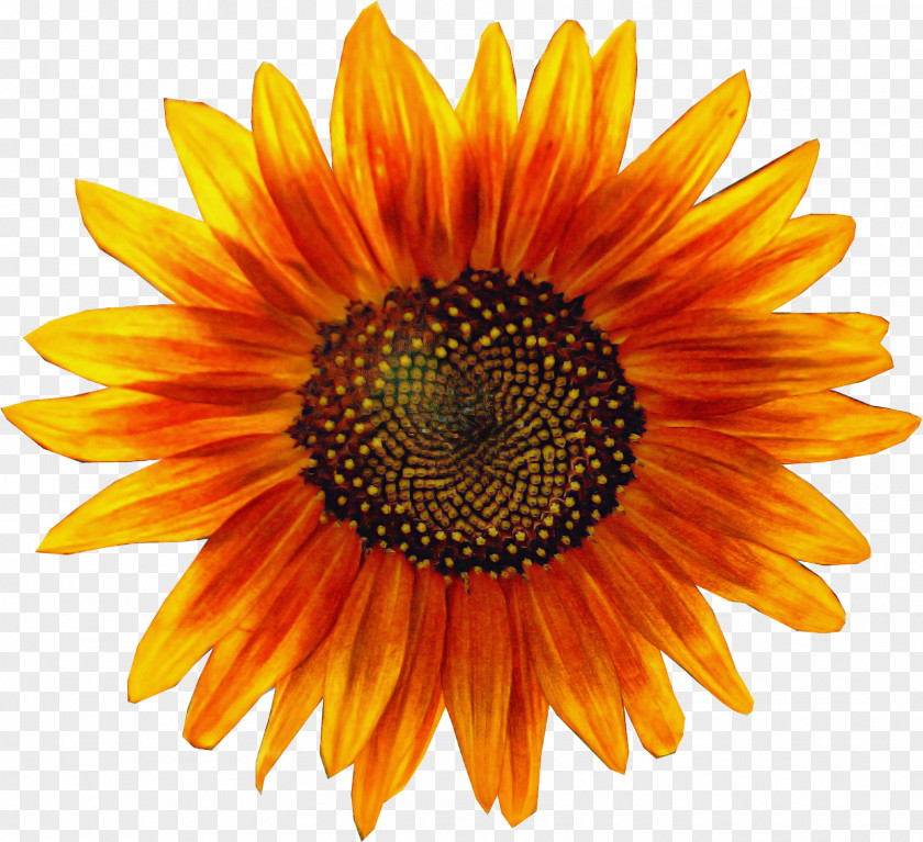 Sunflower Seed Yellow PNG