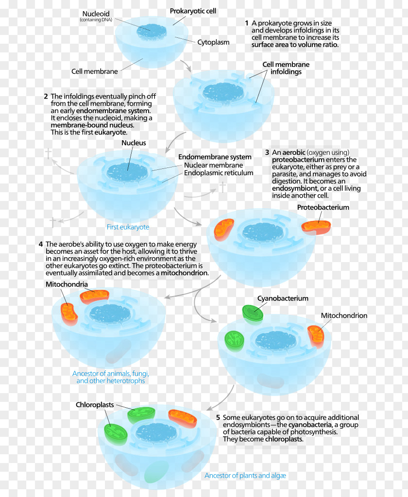 Symbiosis Symbiogenesis Endosymbiont Chloroplast Eukaryote Cell PNG